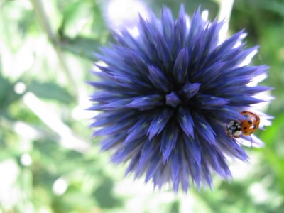 Œuvre de Trash-murder-doll: Fleurs