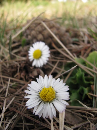 Œuvre de Trash-murder-doll: Fleurs