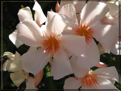 Résultat de recherche: Lauriers roses