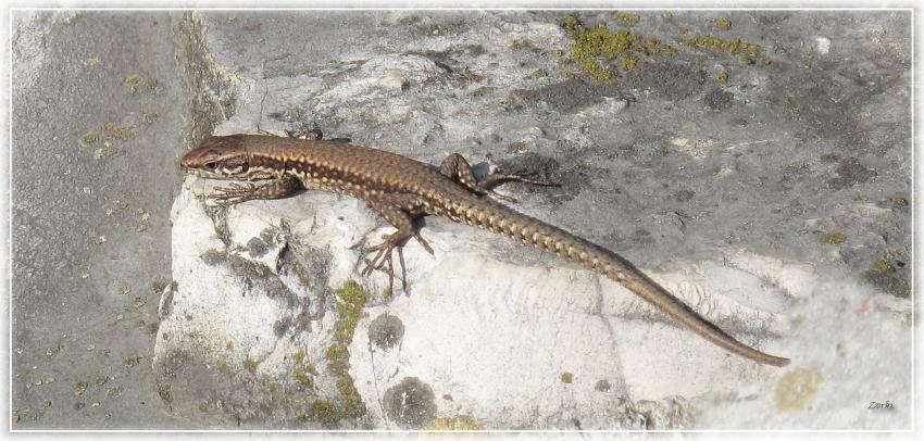 Lézard 21510 2
