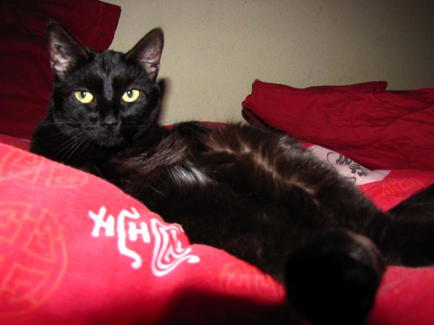 Ma petite panthère noire