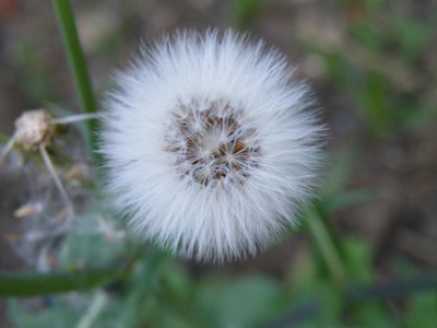 Œuvre de inano: fleurs