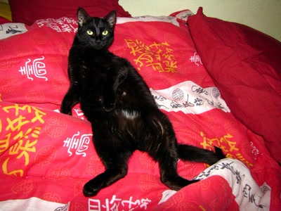 Résultat de recherche: Ma petite panthère noire