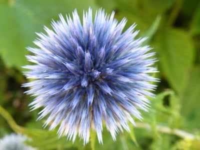 Œuvre de inano: fleurs