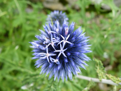 Œuvre de inano: fleurs