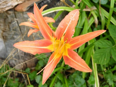 Œuvre de inano: fleurs