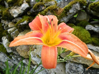 Œuvre de inano: fleurs