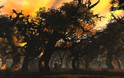 Arbres étranges le soir