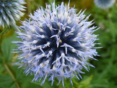 Œuvre de inano: fleurs