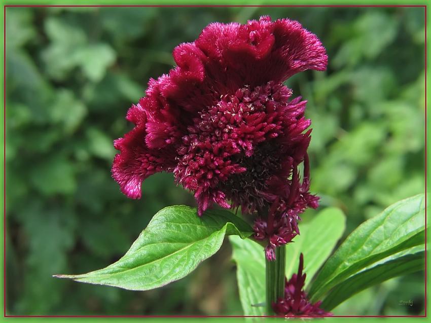 Fleur Celosie Crête De Coq  28710