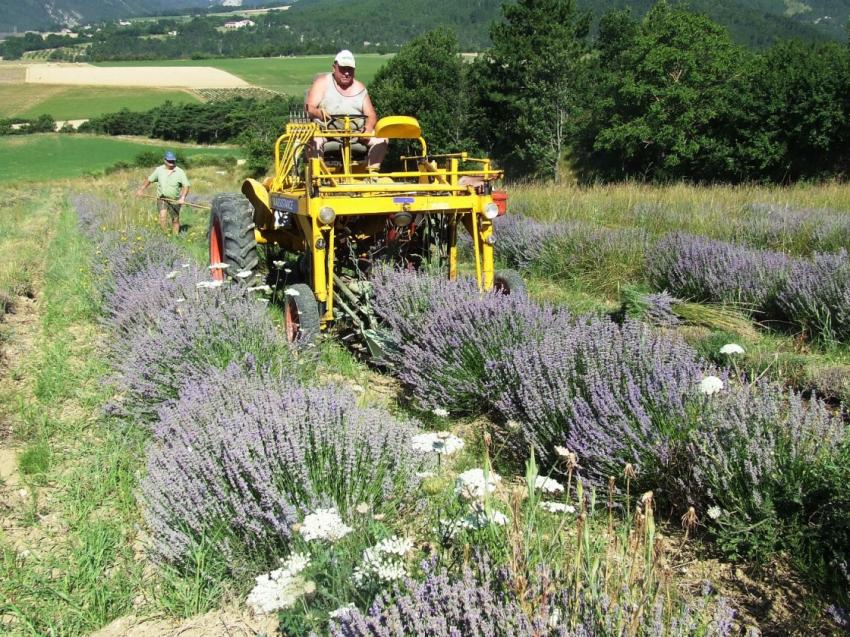 Récolte de la lavande