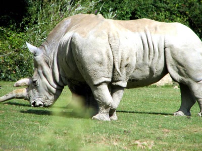 Œuvre de dedem: Drôles de bêtes...