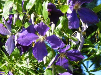 Œuvre de inano: fleur