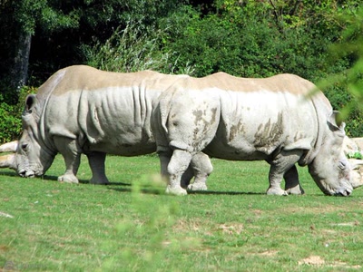 Œuvre de dedem: Drôles de bêtes...
