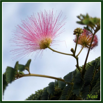 Œuvre de Nout: Albizia
