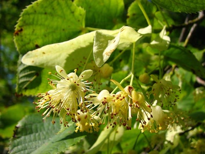 Œuvre de louloup: Tilleul des Baronnies