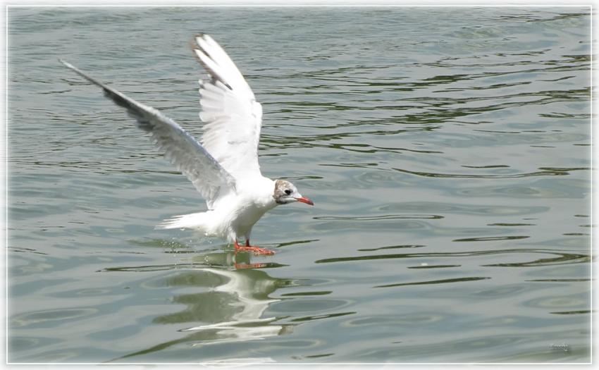 Mouette 30710