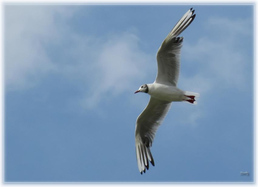 Mouette 30710 3