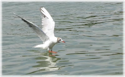 Mouette 30710