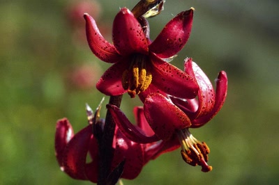 Œuvre de danque: Lys Martagon