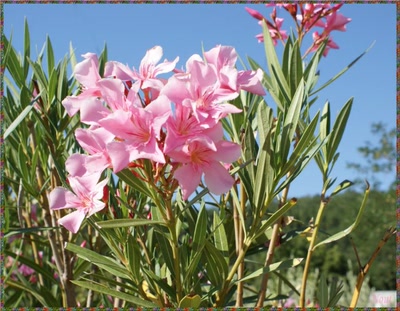 Résultat de recherche: lauriers roses 