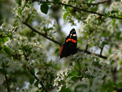 Résultat de recherche: le vulcain