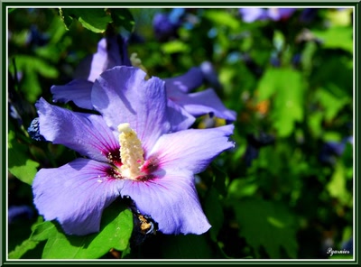 Œuvre de Pgarnier: Fleurs d'été