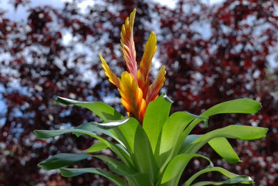 Œuvre de merlin42: fleur Bromélia