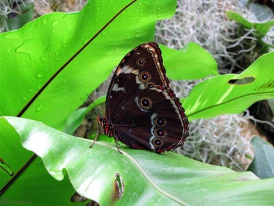 Résultat de recherche: Papillons