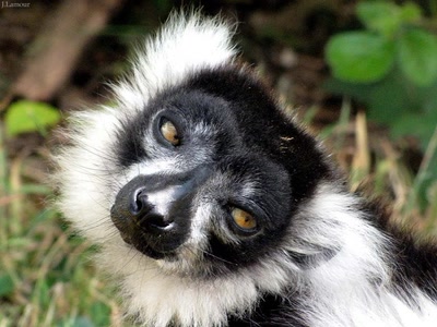 Œuvre de dedem: Balade au zoo