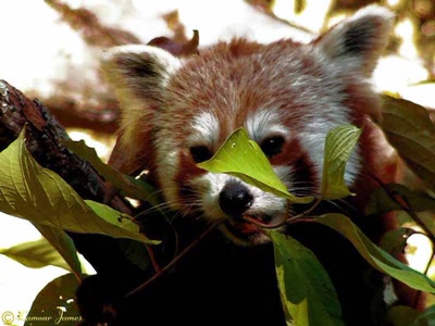 Œuvre de dedem: Balade au zoo