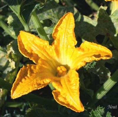 Œuvre de Nout: Pourquoi pas ?