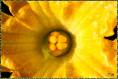 Œuvre de Nout: le coeur