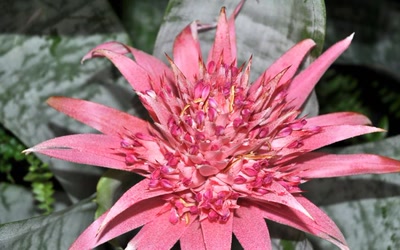 Résultat de recherche: rose de cactée 2