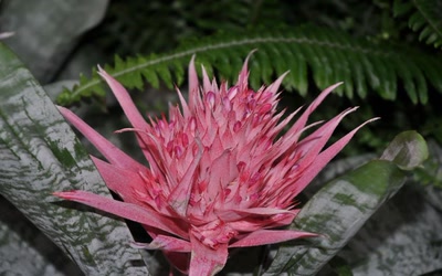 Résultat de recherche: rose de cactée