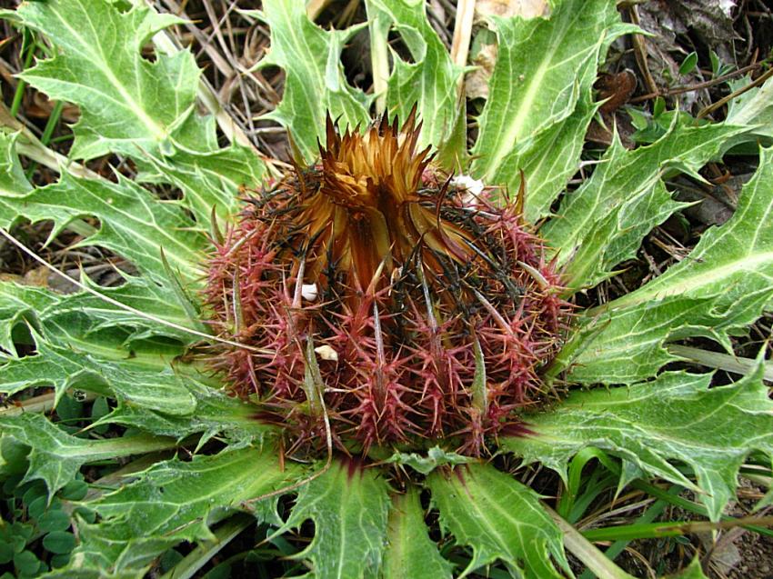 Carline : '' Demain je m'éclate ''