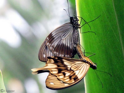 Œuvre de dedem: Papillons