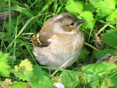 Œuvre de dedem: Balade champêtre