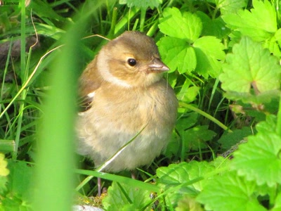 Œuvre de dedem: Balade champêtre