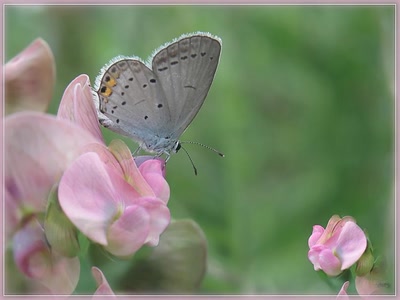 Résultat de recherche: Papillon Azure 7810 2