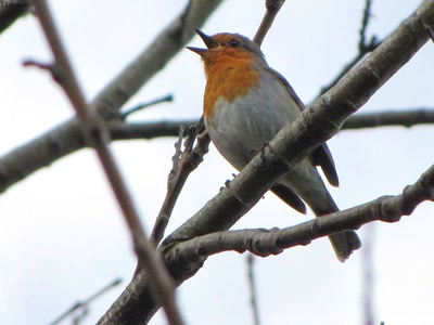 Œuvre de dedem: Balade champêtre