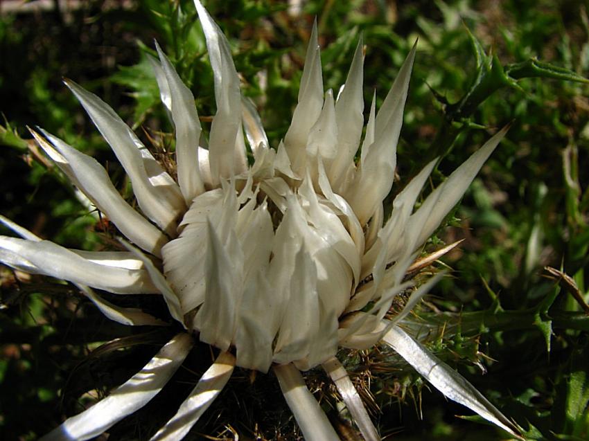 Carline : " Aujourd'hui je m'éclate !!"
