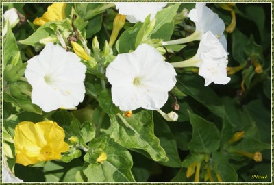 Œuvre de Nout: belles de nuit