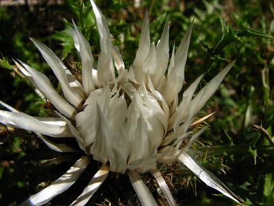 Carline : " Aujourd'hui je m'éclate !!"