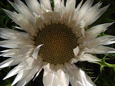 Carline : " Aujourd'hui je m'éclate !!"