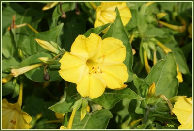 Œuvre de Nout: belles de nuit