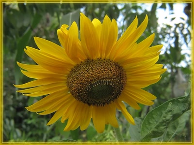 Résultat de recherche: Tournesols 7810