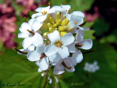 Résultat de recherche: Balade nature