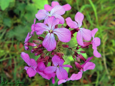 Résultat de recherche: Balade nature