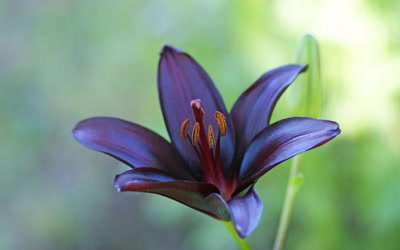 Œuvre de danque: Fleur